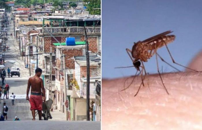 Health situation worsens due to the Oropouche virus in Santiago de Cuba