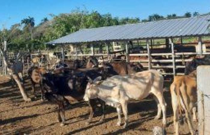 Control of land and livestock corrals illegalities – Escambray