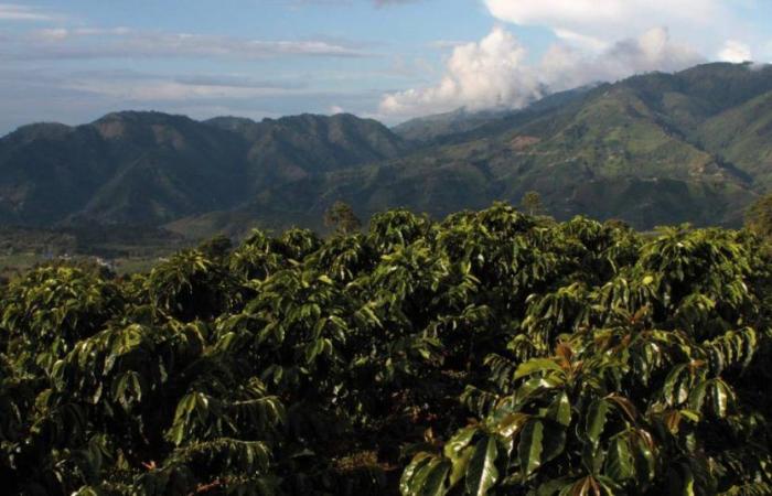 Antioquia, among the departments that lead the use of fertilizers with low carbon footprint in coffee crops