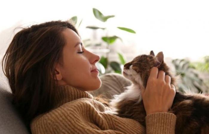 How long does it take for a cat to forget its owner?