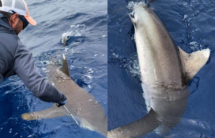 They tag a whitetip shark for the first time on the island
