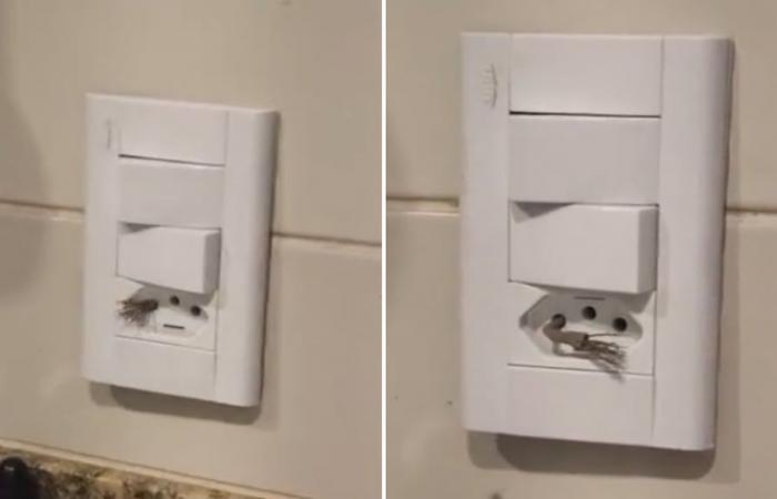 A young man checked an outlet in the house and discovered something terrifying: “What is this called?”
