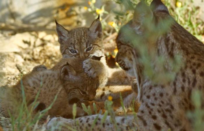The Iberian lynx goes from being an “endangered” species to “vulnerable”, according to the IUCN
