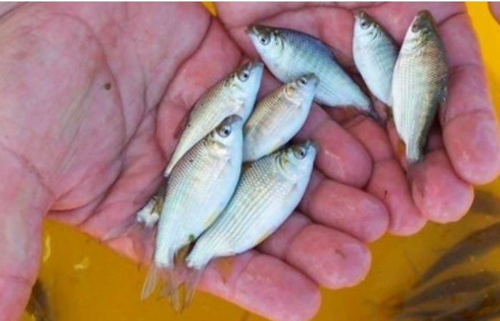 Misiones promotes fish farming activity by promoting the consumption of farmed fish