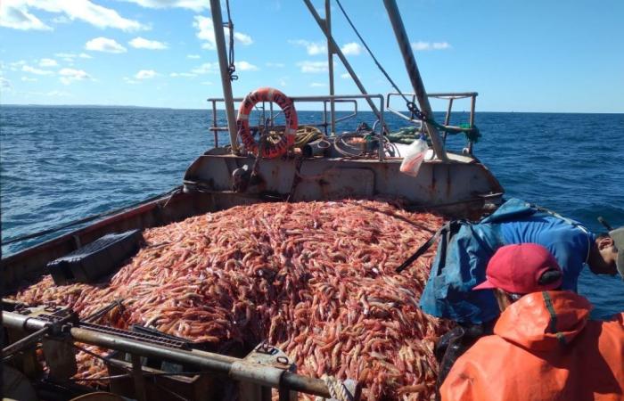 Fishing crisis in Río Negro: they request social quota for shrimp from the national platform
