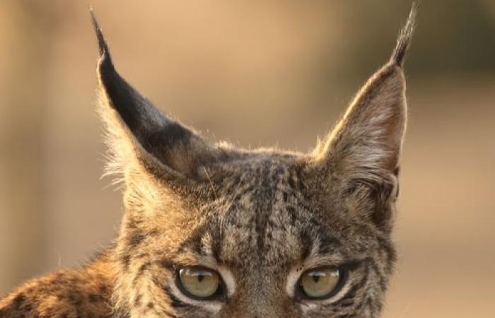 The Iberian lynx recovers thanks to conservation measures – IUCN Red List – Press release