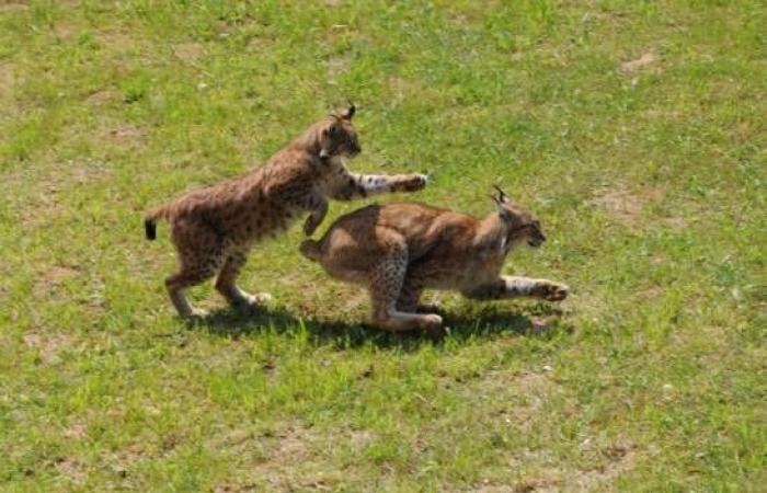 The Iberian lynx is no longer in danger of extinction
