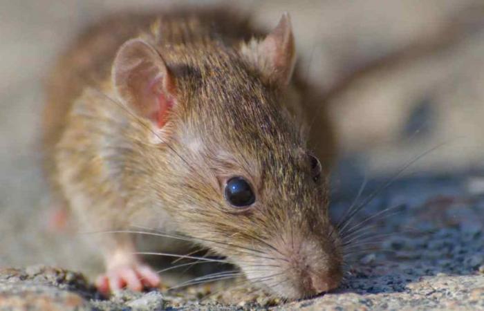 They confirm a new fatal case of hantavirus in Río Negro