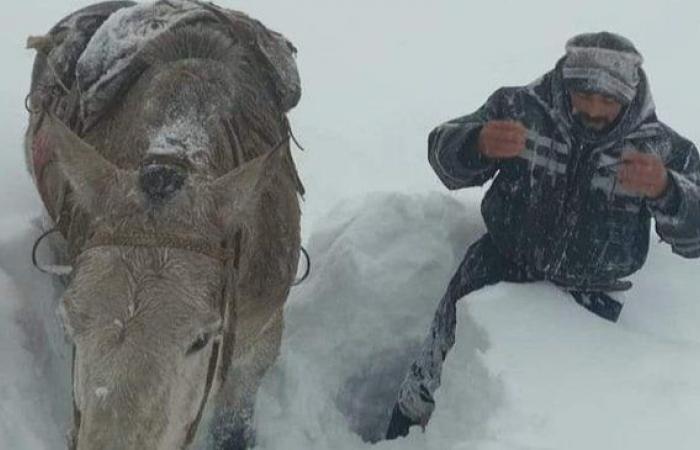 The snow does not stop: in Río Mayo they fear the death of animals