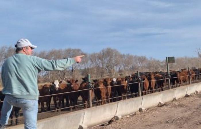 Why small and large feedlots automate feeding – Valor Carne