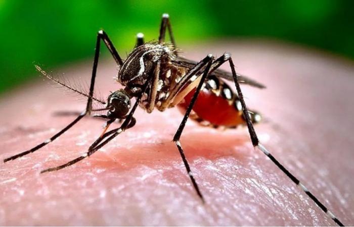 confirm presence of new mosquito that transmits