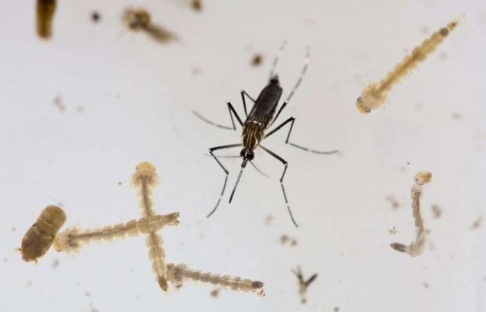 Montería concentrates 40% of dengue cases in Córdoba