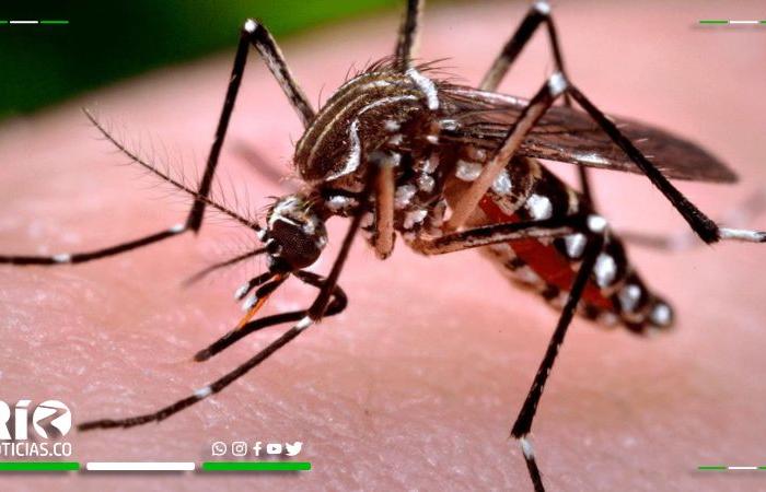 In Córdoba there is the presence of a new mosquito that transmits dengue, Public Health Laboratory confirms it