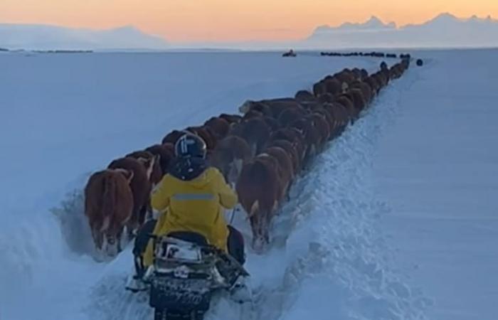 The impressive caravan of cows and bulls in the snow-covered fields of Patagonia