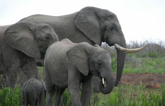 The incredible discovery of a group of scientists about an emotional behavior of elephants