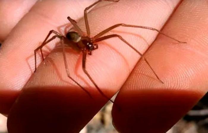 Spiders: in Río Negro and Neuquén a ‘homely’ species has a dangerous bite, learn to identify it
