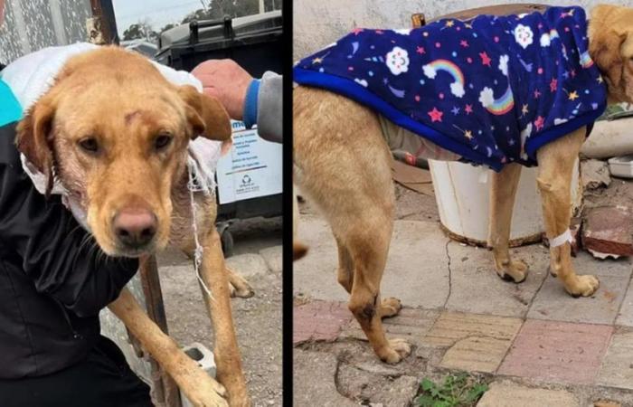 They operated on “Esperanza”, the dog that was found skinned in Córdoba: how it continues