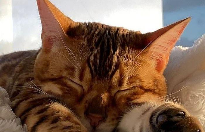The Gold Coast influencer breaks down in tears as she is finally reunited with her beloved Bengal cat after he was ‘stolen’ and missing for months.