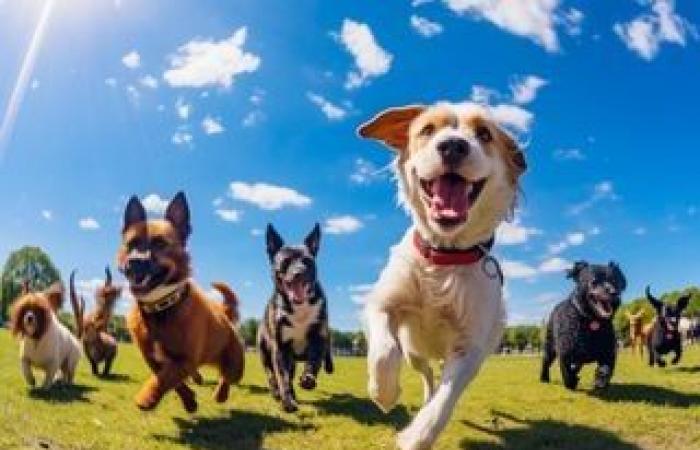 Human well-being is reflected in dogs, according to researchers