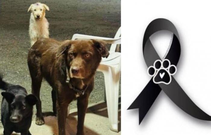 Courage, Choco and Paloma, the furry victims of the attack in Taminango, Nariño