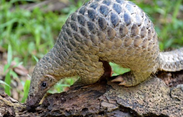 The curious animal that was believed to be extinct and has been seen for the first time in 24 years