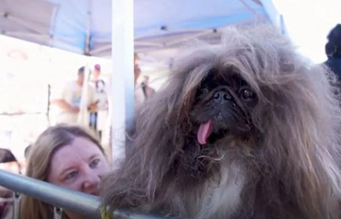 Wild Thang, the ugliest dog in the world