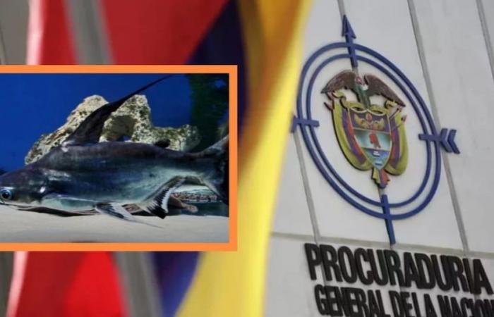 The Attorney General’s Office requested a report from the Aunap on the problem of the basa fish, an invasive species in Colombia