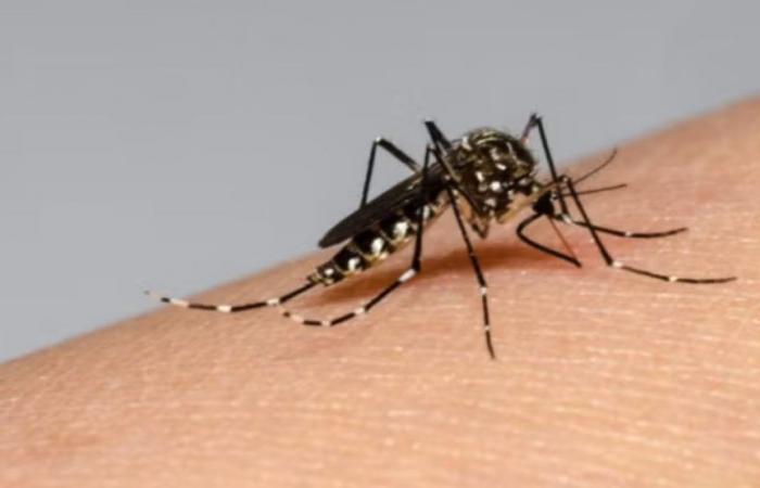 Ministry of Health on alert for cases of dengue in Santa Marta