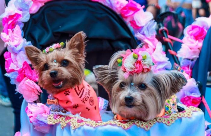 This was the Sampedrino Pet Parade led by the Mayor’s Office
