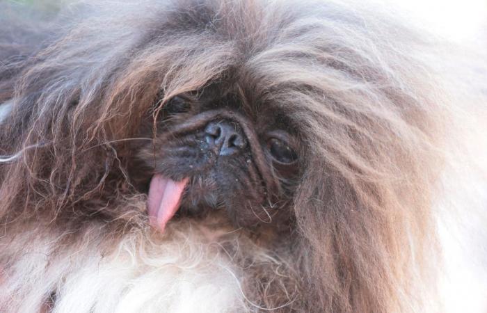 He is a Pekingese and his name is Wild Thang.