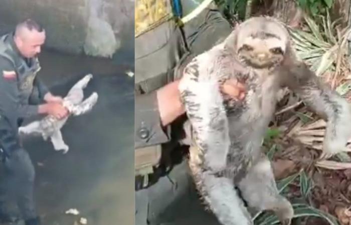Police saved a sloth bear from drowning in Córdoba; he is receiving praise in X – Publimetro Colombia