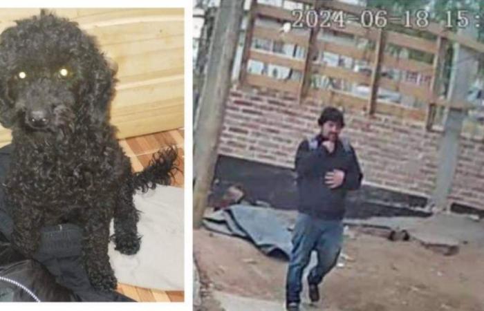 They desperately search for a stolen dog in Neuquén