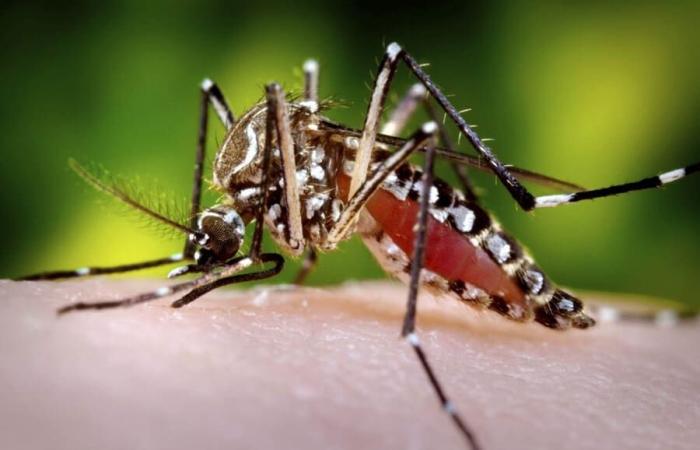 Ministry of Health in Santa Marta confirms 398 cases of dengue so far this year
