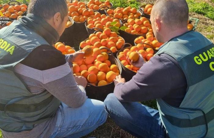 ORANGE FIELD ROBBERY | Two thieves of 10 tons of oranges are arrested in La Rioja in Onda