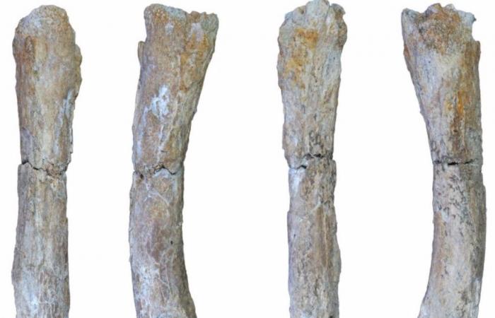 Cave lions more than 600,000 years ago in southern Europe
