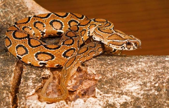 The venomous viper that was thought to be extinct and now causes a wave of bites and deaths