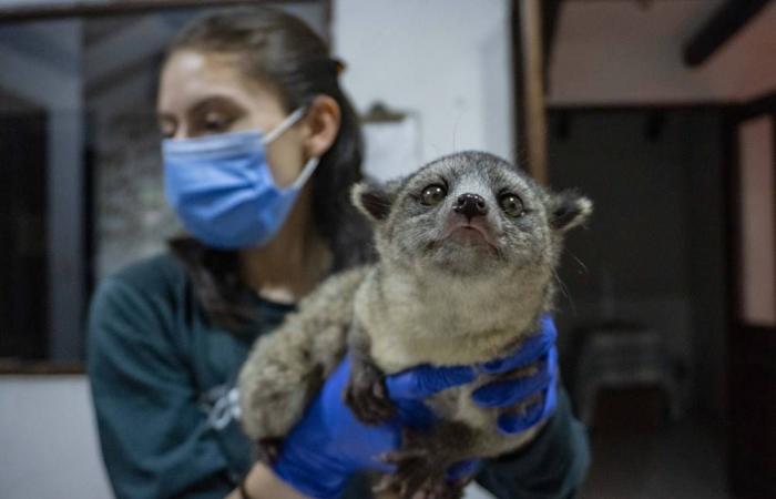 They arrive malnourished and are even sold as ancestral medicine: Ecuadorian zoos unite against wildlife trafficking | Reports | News
