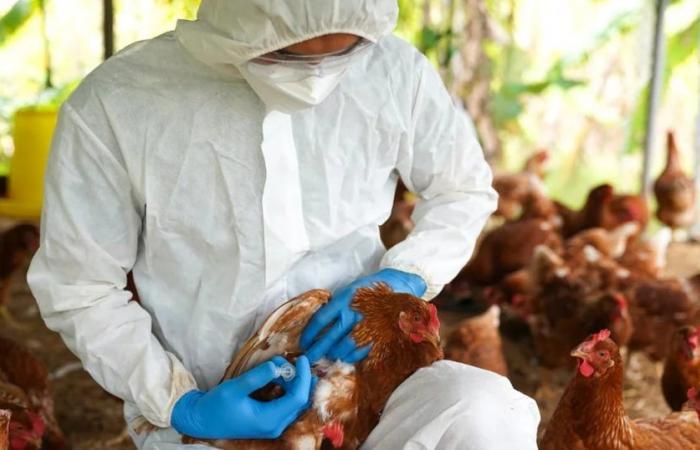 Argentina updates health regulations to promote imports of poultry products