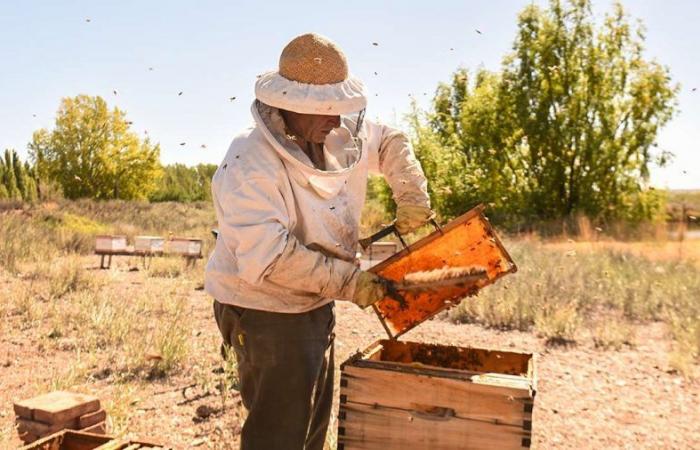 Neuquén beekeepers will participate in the Federal Beekeeping Meeting