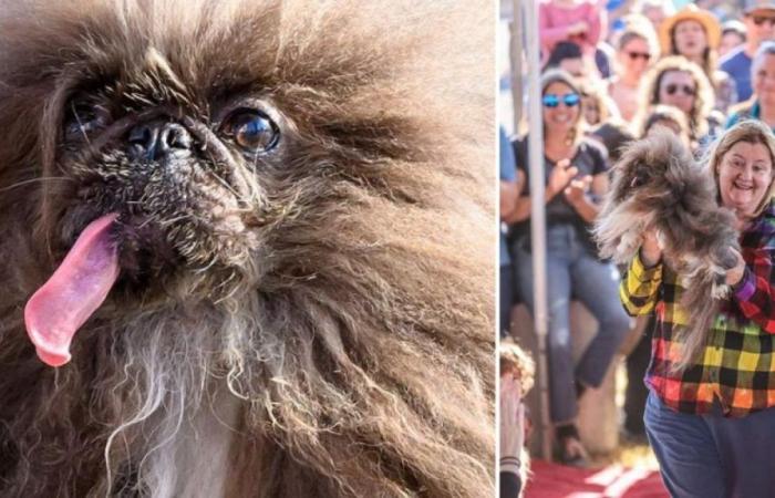 He is the ‘ugliest dog in the world’, but he won the competition due to a serious illness