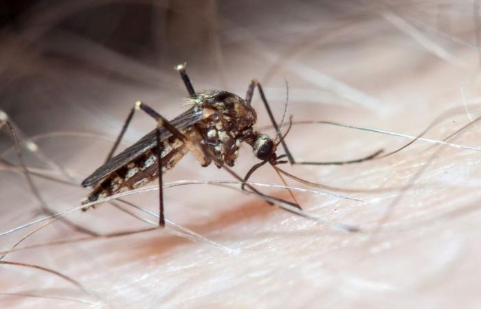 Córdoba registers a 46% increase in dengue cases in 2024