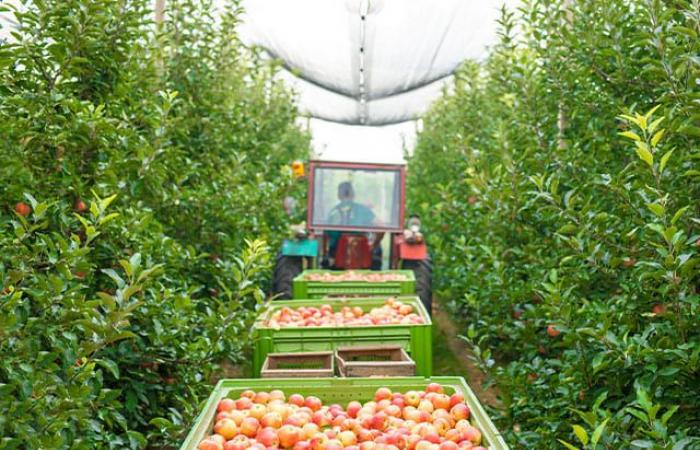 Sustainability as a competitive advantage in the food industry