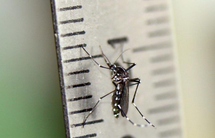 Presence of “Aedes albopictus” in Córdoba and its implication in the increase in dengue cases