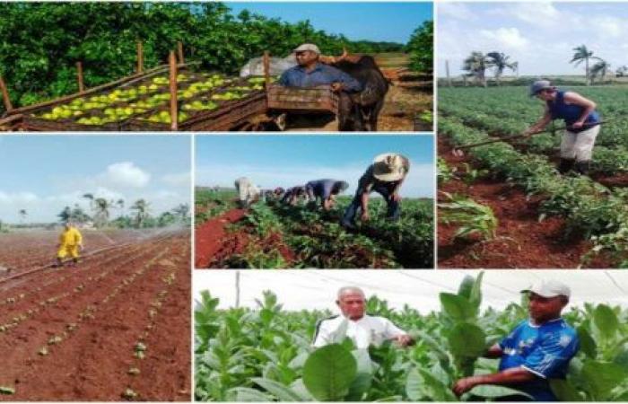 Cienfuegos farmers show favorable productive indicators