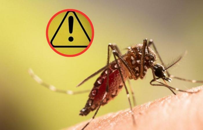 They register cases of oropouche virus for the first time in Colombia, similar to dengue