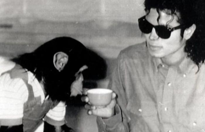 What is the new life of Bubbles, the 41-year-old chimpanzee who belonged to Michael Jackson?