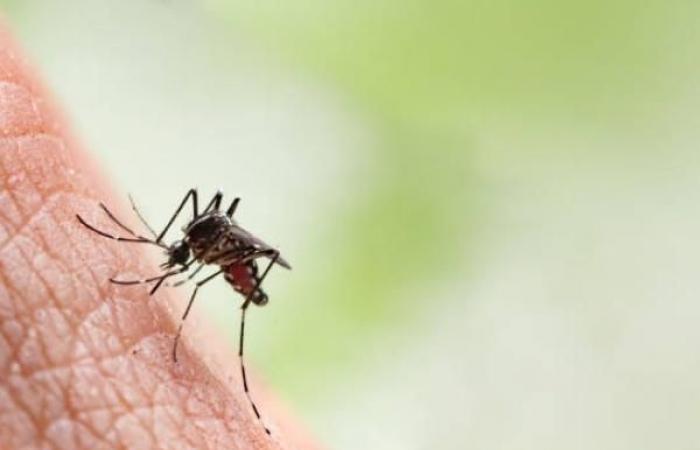 Oropouche virus: mosquitoes transmit a disease that resembles dengue in Colombia | Regions | Economy