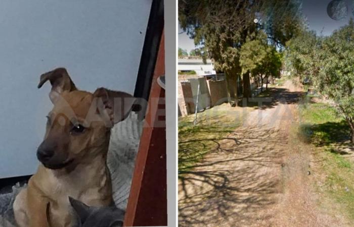 They desperately search in Santo Tomé for Panchito, the dog that brought the parents of a murdered young man out of sadness