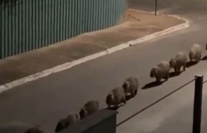 Viral video: A group of chigüiros walk in single file down a street in Brazil