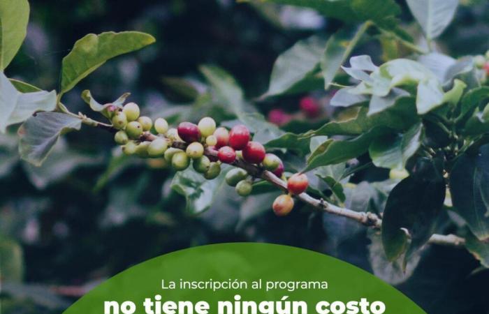 Small coffee growers in Manizales will have 30% discounts on the purchase of inputs: The Ministry of Agriculture opened the call
